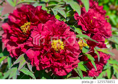ボタンの花 125578851