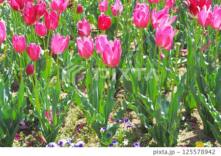 春の花壇に咲くピンク色のチューリップの花 春の花壇に咲くピンク色のチューリップの花 125578942