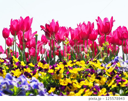 チューリップ畑に咲く チューリップ畑に咲く 125578943