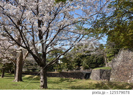 皇居　乾通りの桜 125579078