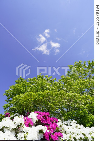 色鮮やかなツツジの花 色鮮やかなツツジの花 125579194