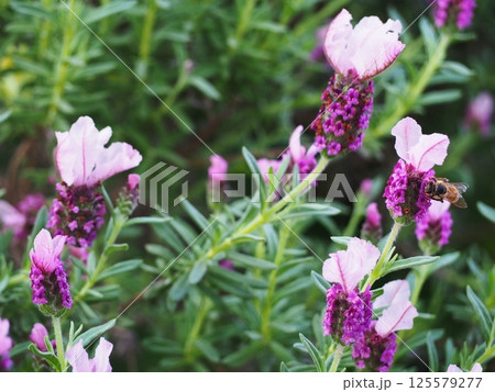 花の蜜を吸うミツバチ 花の蜜を吸うミツバチ 125579277