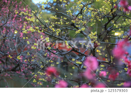 太宰府天満宮の朝 125579303