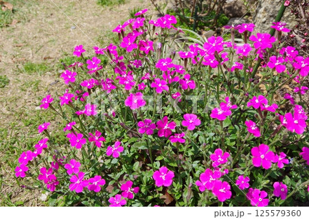 シレネ・ピンクパンサー 125579360