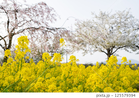 【大河津分水公園】公園に咲く菜の花と枝垂桜 125579394