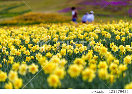 となみ夢の平スキー場のスイセン 125579422