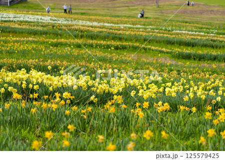となみ夢の平スキー場のスイセン となみ夢の平スキー場のスイセン 125579425