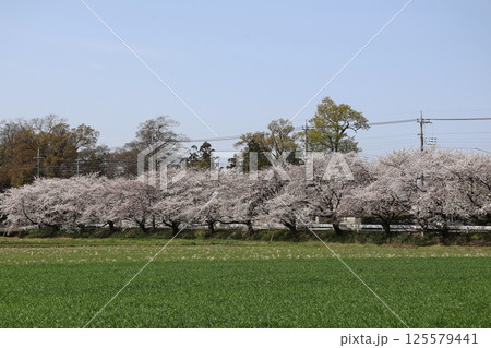 桜並木と菜の花と青空 125579441