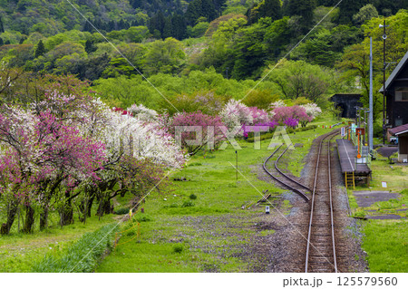 ハナモモの花が咲く勝原花桃の里と越美北線の列車 125579560