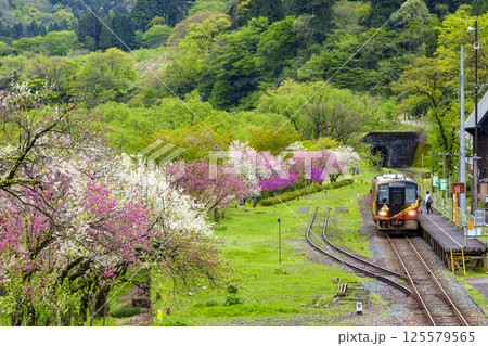 ハナモモの花が咲く勝原花桃の里と越美北線の列車 125579565