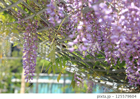 光を浴びて優雅に揺れる藤の花が織りなす初夏の彩り 125579604