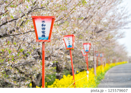 【大河津分水公園】堤防沿いに咲く菜の花と桜並木 【大河津分水公園】堤防沿いに咲く菜の花と桜並木 125579607