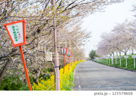 【大河津分水公園】堤防沿いに咲く菜の花と桜並木 【大河津分水公園】堤防沿いに咲く菜の花と桜並木 125579608