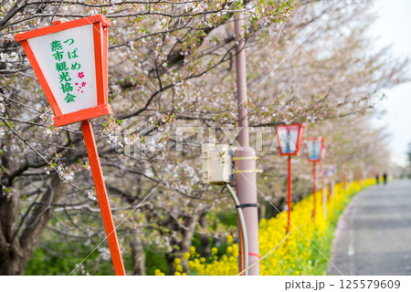 【大河津分水公園】堤防沿いに咲く菜の花と桜並木 【大河津分水公園】堤防沿いに咲く菜の花と桜並木 125579609