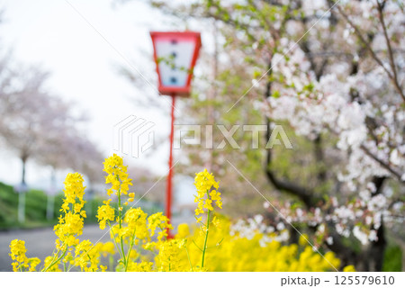 【大河津分水公園】堤防沿いに咲く菜の花と桜並木 【大河津分水公園】堤防沿いに咲く菜の花と桜並木 125579610