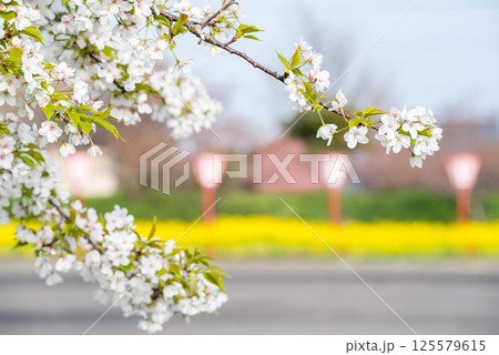 【大河津分水公園】公園に咲く菜の花と桜 125579615