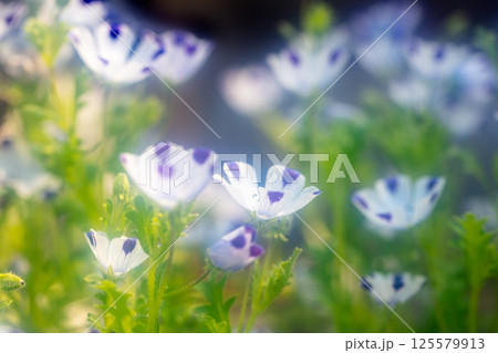 ネモフィラ・マクラータ ネモフィラ・マクラータ 125579913