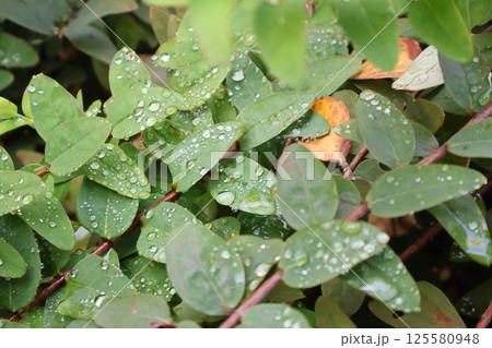 茂みの葉と黄色い蝶 125580948