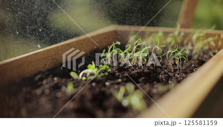 Woman watering green seedlings in the vegetable garden. Growing organic vegetables. 125581159