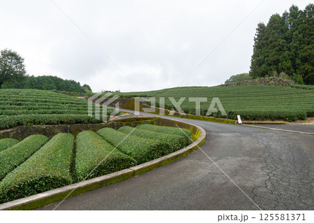 Tea plantations farm in Shizuoka Japan in a cloudy day 125581371