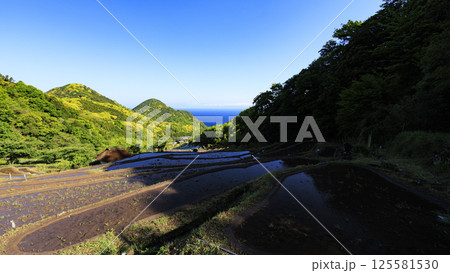 富士山の見える伊豆半島の石部の棚田 125581530
