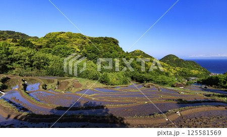 富士山の見える伊豆半島の石部の棚田 125581569