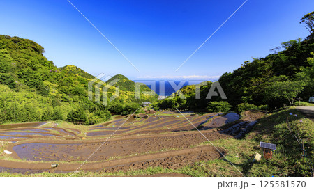 富士山の見える伊豆半島の石部の棚田 125581570