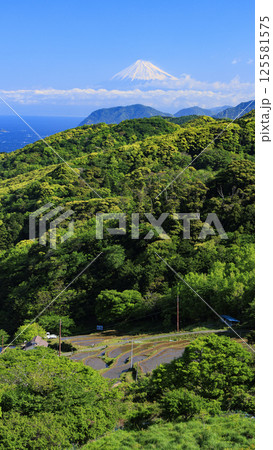 富士山の見える伊豆半島の石部の棚田 125581575