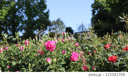 薔薇の咲く風景 いばらきフラワーパーク 薔薇の咲く風景 いばらきフラワーパーク 125581709