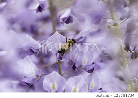 満開の藤の花で集密するミツバチ 125581734