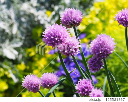春の日差しを浴びて咲チャイブの花 125581867