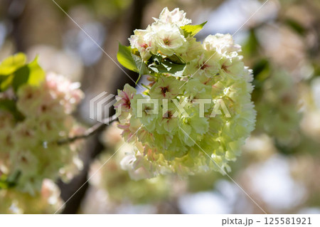 薄緑色のヤマザクラ 御衣黄 薄緑色のヤマザクラ 御衣黄 125581921