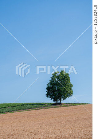 丘の上の麦畑とシラカバの木 丘の上の麦畑とシラカバの木 125582419