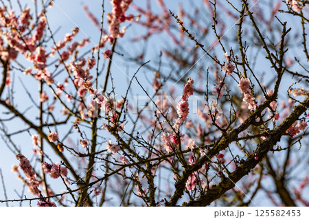 A Beautiful Blossoming Tree Branches Marvelously Against A Clear Blue Sky Filled With Light 125582453