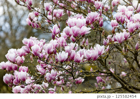 A Blooming Magnolia Tree Graces the Spring Landscape with Its Delicate Pink Flowers A Blooming Magnolia Tree Graces the Spring Landscape with Its Delicate Pink Flowers 125582454