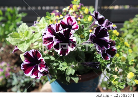 スウィーチュニアの寄せ植え スウィーチュニアの寄せ植え 125582571