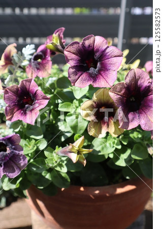 鉢植えのペチュニアシャドー 鉢植えのペチュニアシャドー 125582573