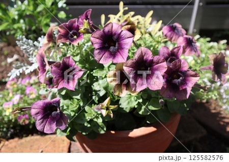 ペチュニアシャドーの鉢植え 125582576