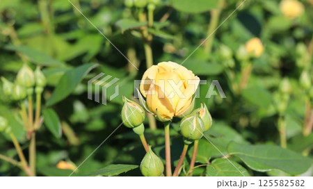 黄色のバラ　いばらきフラワーパーク 125582582
