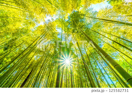 日本の横浜都市景観 黄色く染まる竹林と差し込む太陽光…希望の光…＝4月29日 125582731