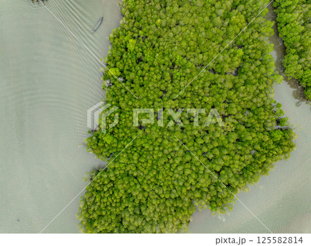 Amazing abundant mangrove forest, Aerial view of forest trees Rainforest ecosystem and healthy environment background, Texture of green trees forest top down,High angle view wide angle lens 125582814