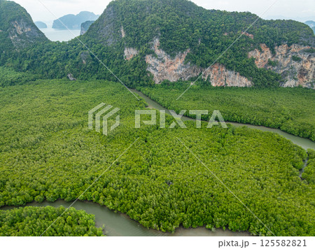 Amazing abundant mangrove forest, Aerial view of forest trees Rainforest ecosystem and healthy environment background, Texture of green trees forest top down,High angle view wide angle lens 125582821