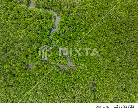 Amazing abundant mangrove forest, Aerial view of forest trees Rainforest ecosystem and healthy environment background, Texture of green trees forest top down,High angle view wide angle lens 125582822