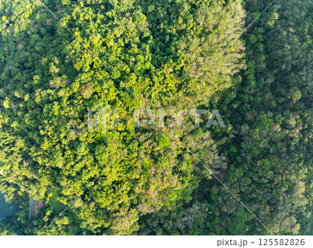 Top view green forest trees background, Beautiful green nature background 125582826