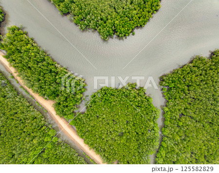 Amazing abundant mangrove forest, Aerial view of forest trees Rainforest ecosystem and healthy environment background, Texture of green trees forest top down,High angle view wide angle lens 125582829