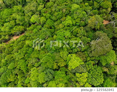 Top view green forest trees background, Beautiful green nature background Top view green forest trees background, Beautiful green nature background 125582841