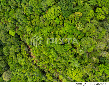 Top view green forest trees background, Beautiful green nature background Top view green forest trees background, Beautiful green nature background 125582843