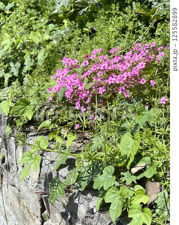 Spring pink flowers with green leaves on town streets, Italy. Stone wall and building. Seasons and nature. Background for design. 125582899