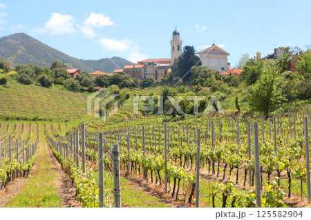 Vineyard and church in spring on hillside, Italy. Nature and wine making, farming in Europe.  125582904