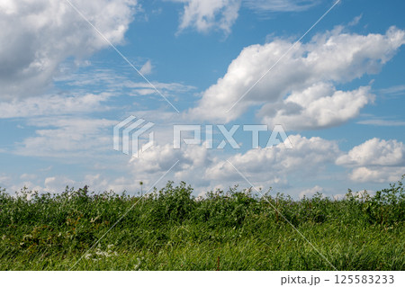 緑の牧草畑と青空 125583233